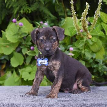 Zesty -  Terrier Dog for Adoption in Wake Forest, North Carolina - Zesty | PetCurious