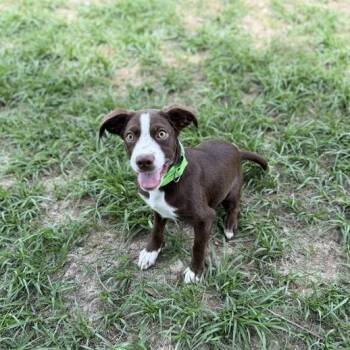 Felix -  Dachshund and Terrier Dog for Adoption in Oneonta, New York - Felix | PetCurious
