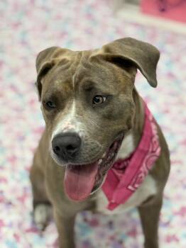 Gummy -  Mixed Breed Dog for Adoption in Detroit, Michigan - Gummy | PetCurious
