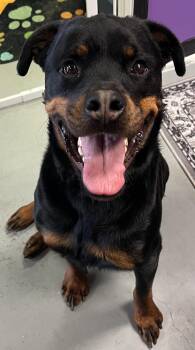 Rescue Rottweiler Dogs for Adoption in Canyon, Texas - Bear | PetCurious