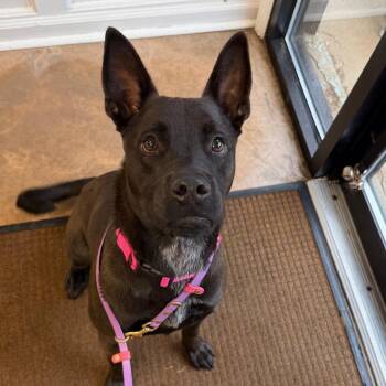Tucker -  Chocolate Labrador Retriever and Mixed Breed Dog for Adoption in Riverwoods, Illinois - Tucker | PetCurious