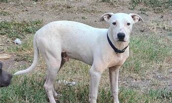 Rescue American Staffordshire Terrier Dogs for Adoption in San Antonio, Texas - SNOWBALL | PetCurious