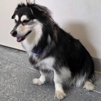 Husky and Mixed Breed Dogs Available for Adoption in Yankton, South Dakota - Banjo | PetCurious