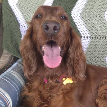 Red -  Irish Setter Dog for Adoption in Normal, Illinois - Red | PetCurious