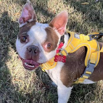 Rescue Boston Terrier Dogs for Adoption in Kaufman, Texas - ACE | PetCurious