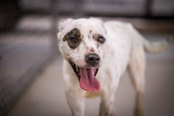 Panda -  Collie and Pit Bull Terrier Dog for Adoption in Twentynine Palms, California - Panda | PetCurious