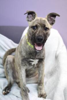 Chimney in NH. Come Meet our Adoptable Dogs Wednesday-Saturday.  -  Labrador Retriever Dog for Adoption in Manchester, New Hampshire - Chimney In NH. Come Meet Our Adoptable Dogs Wednesday-Saturday.  | PetCurious