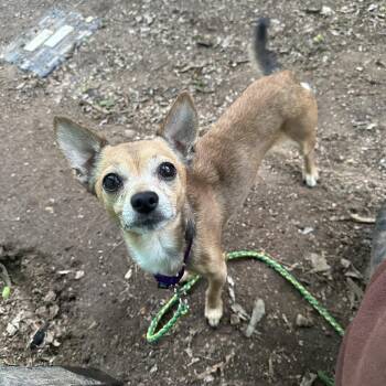 Chihuahua Dogs Available for Adoption in Austin, Texas - Bam Bam | PetCurious