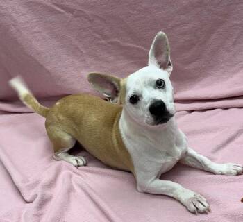 Rescue Dachshund and Jack Russell Terrier Dogs for Adoption in Pleasantville, New Jersey - Guppy | PetCurious