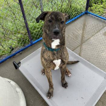 Plott Hound and Mixed Breed Dogs Available for Adoption in Uniontown, Pennsylvania - Milton | PetCurious