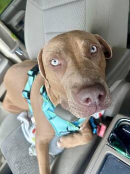 Jayda -  Pit Bull Terrier and English Springer Spaniel Dog for Adoption in Indianapolis, Indiana - Jayda | PetCurious