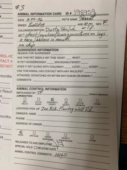 Black Mouth Cur Dogs Available for Adoption - Peanut | PetCurious