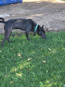 Cleolina -  Australian Kelpie Dog for Adoption in Roseville, California - Cleolina | PetCurious