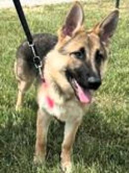 German Shepherd Dog Dogs Available for Adoption in Paris, Kentucky - Bryr Rose | PetCurious