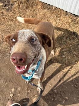 Border Collie and Mixed Breed Dogs Available for Adoption - Polly Pocket | PetCurious