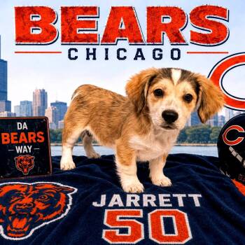 Jarrett -  Mixed Breed Dog for Adoption in Joliet, Illinois - Jarrett | PetCurious