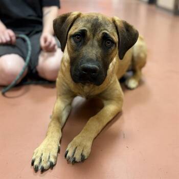 WIGGLES -  German Shepherd Dog Dog for Adoption in Modesto, California - WIGGLES | PetCurious
