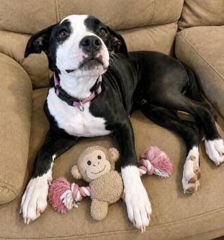 Star -  Terrier Dog for Adoption in Manchester, Connecticut - Star | PetCurious