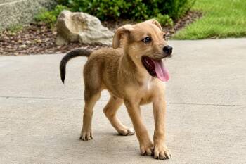 Mixed Breed Dogs Available for Adoption in Maryville, Tennessee - Burt | PetCurious