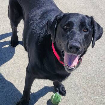 Labrador Retriever Dogs Available for Adoption - Abby! Happy Senior Girl! | PetCurious