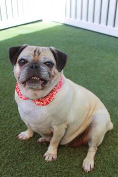Dazzle -  Pug Dog for Adoption in Gardena, California - Dazzle | PetCurious