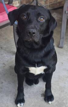 Labrador Retriever Dogs Available for Adoption - Roadie | PetCurious