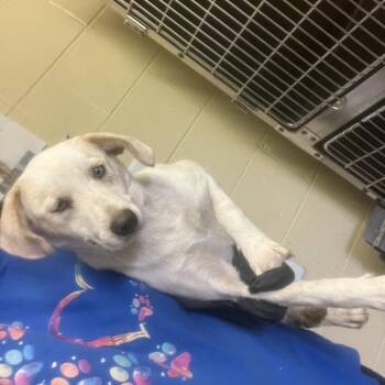 Darcy -  Labrador Retriever Dog for Adoption - Darcy | PetCurious