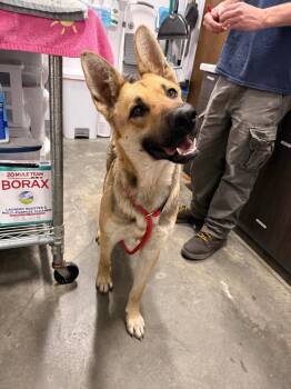 zoey -  German Shepherd Dog Dog for Adoption in Denham Springs, Louisiana - Zoey | PetCurious