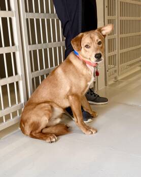 Mister -  Labrador Retriever Dog for Adoption in Chicago, Illinois - Mister | PetCurious