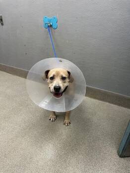 HAPPY FEET -  Pit Bull Terrier Dog for Adoption in Las Vegas, Nevada - HAPPY FEET | PetCurious
