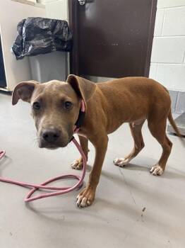 FLETCHER -  Pit Bull Terrier and Mixed Breed Dog for Adoption in Corpus Christi, Texas - FLETCHER | PetCurious