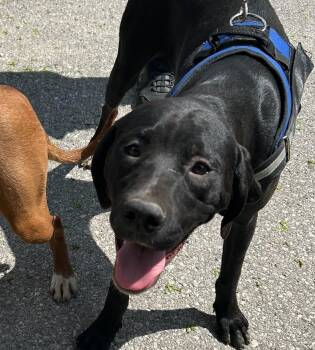 Queenie -  Labrador Retriever Dog Available for Adoption in Traverse City, Michigan - Queenie | PetCurious
