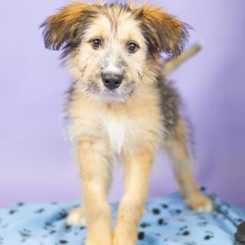 Mattie -  Australian Shepherd Dog for Adoption in Portland, Oregon - Mattie | PetCurious