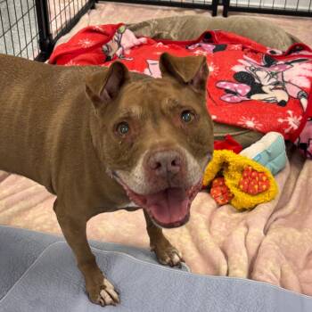 Luna A2293263 -  Pit Bull Terrier Dog for Adoption in Los Angeles, California - Luna A2293263 | PetCurious