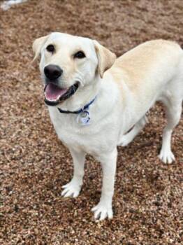 RIP -  Labrador Retriever Dog for Adoption in Loveland, Colorado - RIP | PetCurious