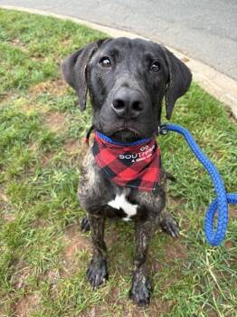 KRATOS -  Mixed Breed Dog for Adoption in Charlotte, North Carolina - KRATOS | PetCurious