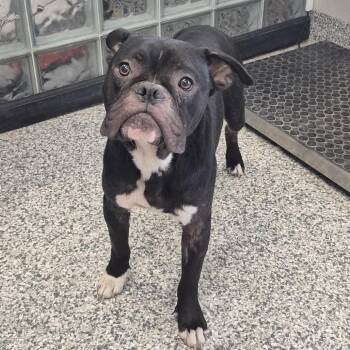 Rambo -  Boxer and Mixed Breed Dog for Adoption in Kingman, Kansas - Rambo | PetCurious