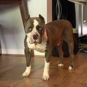 Boss -  American Bully Dog for Adoption in Cornelius, North Carolina - Boss | PetCurious