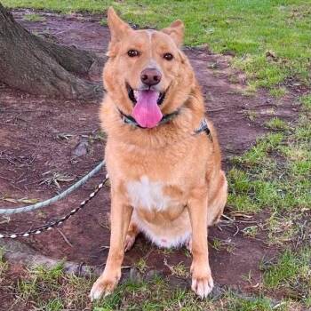 Shepherd Dogs Available for Adoption in Roseville, California - Beau (aka Simba) | PetCurious