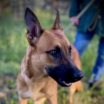 Belgian Shepherd Malinois Dogs Available for Adoption in San Andreas, California - Sammy | PetCurious