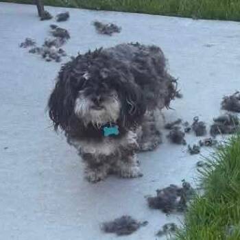 Mixed Breed Dogs Available for Adoption in Chicago, Illinois - Colt | PetCurious