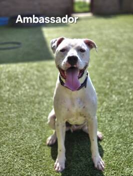 Dogo Argentino and Mixed Breed Dogs Available for Adoption in Derwood, Maryland - AMBASSADOR | PetCurious