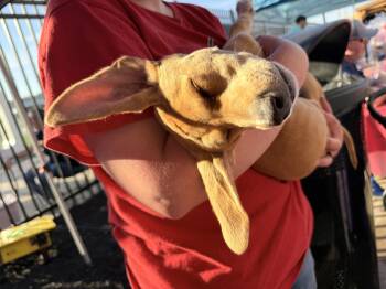 Treeing Walker Coonhound and Pit Bull Terrier Dogs Available for Adoption in Pleasure Rdge, Kentucky - Andra | PetCurious