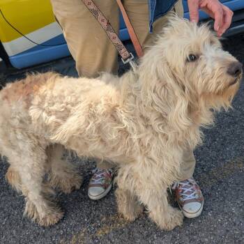Standard Poodle Dogs Available for Adoption in Jefferson City, Tennessee - Alfie | PetCurious