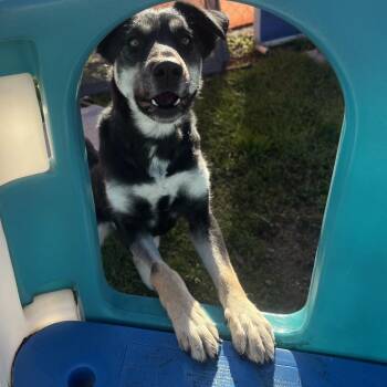 Missy May -  Mixed Breed Dog for Adoption in Spokane, Washington - Missy May | PetCurious