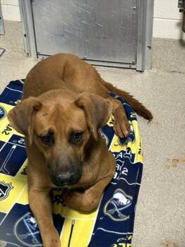 CODY -  Carolina Dog Dog for Adoption in Newton, North Carolina - CODY | PetCurious