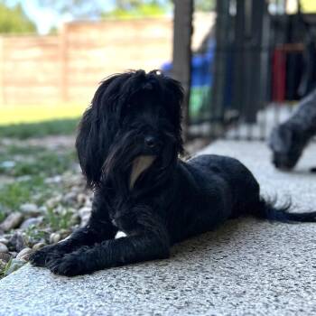 Poodle and Maltese Dogs Available for Adoption - Kamryn | PetCurious