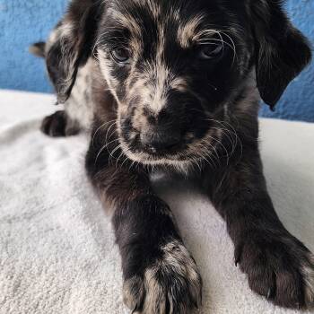 Poodle and Xoloitzcuintli Mexican Hairless Dogs Available for Adoption - Tilly  | PetCurious