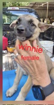 Winnie -  Shepherd Dog for Adoption in Manchester, Connecticut - Winnie | PetCurious