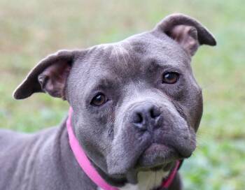 Rescue American Staffordshire Terrier and Mixed Breed Dogs for Adoption in Kansas City, Kansas - Jade (AO35127) | PetCurious